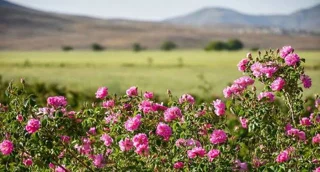 راهنمای جامع خرید گلاب طبیعی کاشان؛ چگونه گلاب اصل را تشخیص دهیم؟